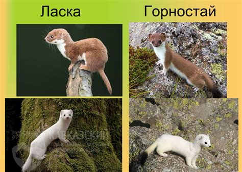 Смотреть Картинки Ласки – Telegraph