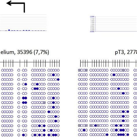 Detailed Analysis By Bisulfite Sequencing Of Cpg Island Methylation