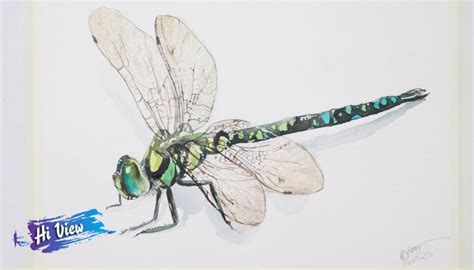 25 Easy Dragonfly Drawing Ideas - How to Draw