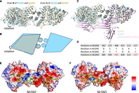 Frontiers | Expression and structural analysis of human neuroligin 2 ...