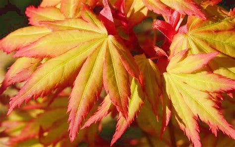 Buy Orange Dream Japanese Maple For Sale Online From Wilson Bros Gardens