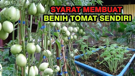 Cara Membuat Benih Buah Tomat Sendiri Dengan Praktis Untuk Penanaman