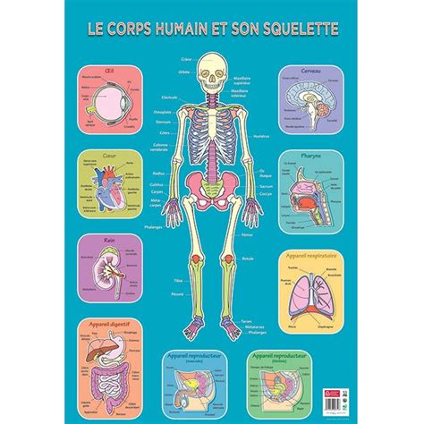 Poster pédagogique BOUCHUT Squelette Humain 52 x 76 cm Chez scoleo