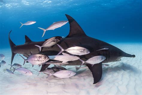 Great hammerhead shark - Save Our Seas Foundation