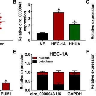 Silence Of Circ Inhibited The Progression Of Ec Cells By