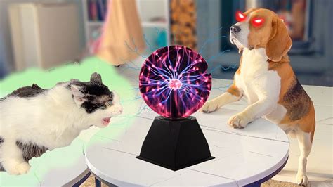 СОБАКА- ЭКСРАСЕНС. БРОС ШОУ ПЕТ - YouTube