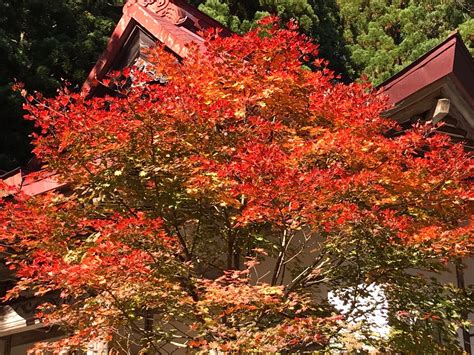 秋葉山が紅葉ピークと聞いて紅葉狩り山行🍁 しふどん さんの秋葉山の活動データ Yamap ヤマップ