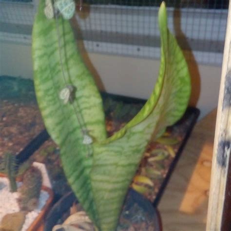 Болезни сансевиерии с фото (много фото) - artshots.ru