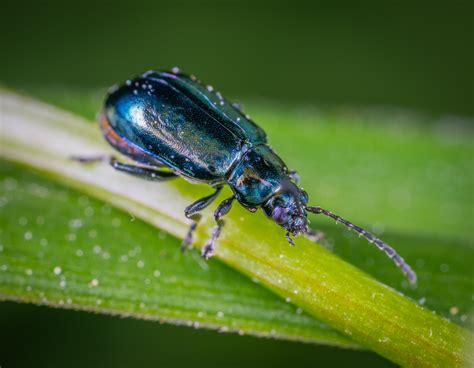 Free Images : insect, invertebrate, macro photography, leaf beetle