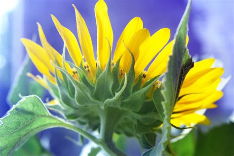 Pistil & Petals 16 Free Stock Photo - Public Domain Pictures