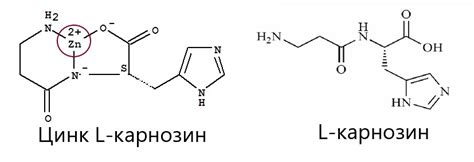 Полезные свойства PepZin GI цинка L-карнозин при гастрите: albionka ...