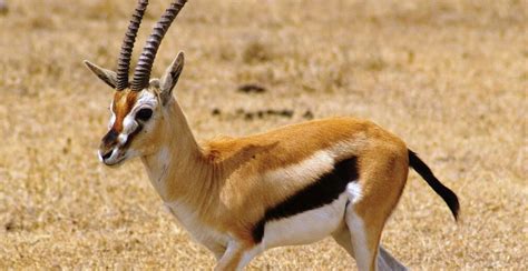 The Thomson's Gazelle | Critter Science