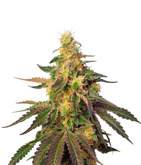 Sweet Seeds Cream Caramel Cbd Seeds Green Parrot