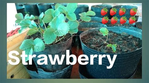 Growing Strawberry Plant From Old One How To Grow Strawberry Plant At Home Youtube