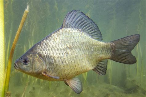 24 Most Popular Types of Carp