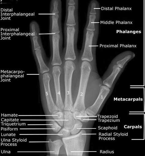 ray hand normal