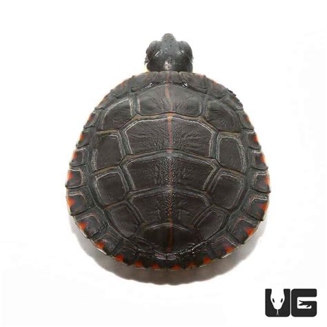 Baby Eastern Painted Turtles For Sale - Underground Reptiles