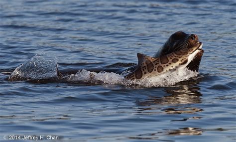 The Natural History of Bodega Head: The Leopard vs. the Lion