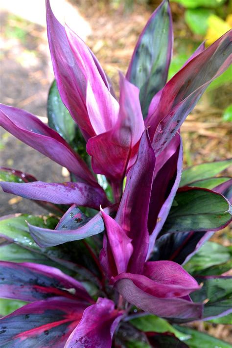 Cordyline Fruticosa Purple Prince Corn Plant Plants Tropical Foliage