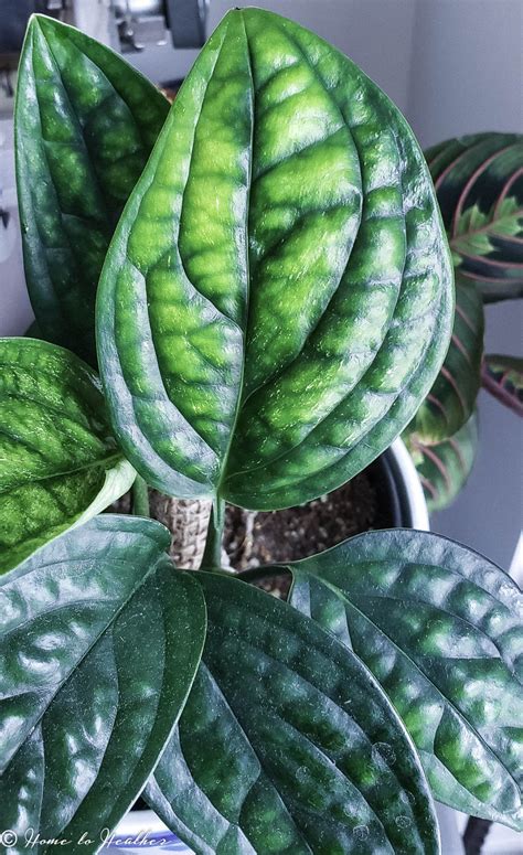 Monstera Peru General Care Guide