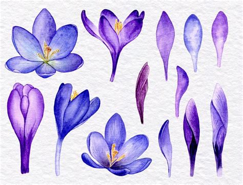 Watercolor Clipart Purple Crocus Flowers Clipart Saffron Illustration