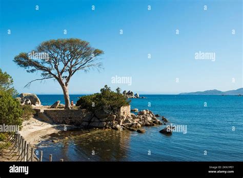 Beach And Pines Plage De Palombaggia Porto Vecchio Corse Du Sud