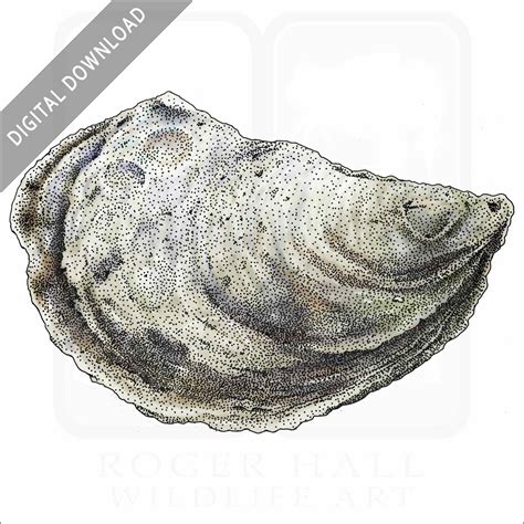 Oyster Reef Drawing