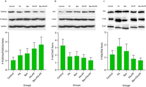 Western Blot Analysis Of Downstream Proteins Of PI3K And MTOR Pathways