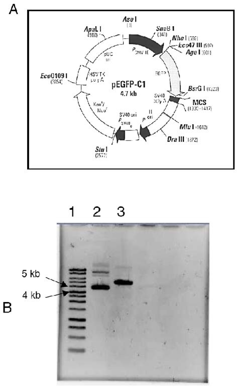 Map of the pEGFP-C1 and linearization efficiency. (A) pEGFP-C1 plasmid ...