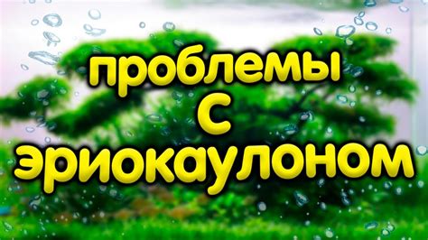 Что-то непонятное происходит с eriocaulon setaceum/эриокаулон ситацеум ...