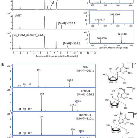 Figur E Hplc Uv Ms Anal Ysis Of Digested Genomic Dn A Samples From