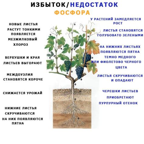 Фосфор как удобрение в чем содержится