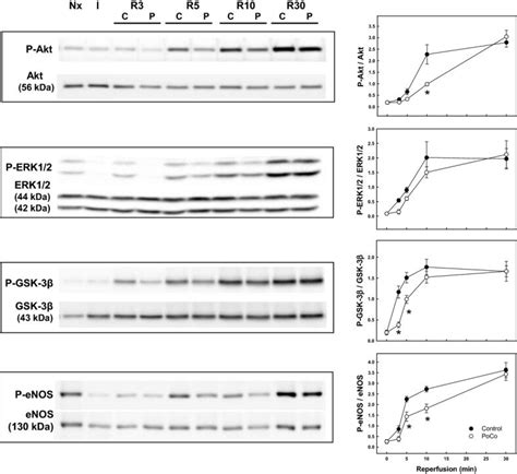 Time Course Of Akt Erk12 Gsk‐3β And Enos Phosphorylation In Samples Download Scientific