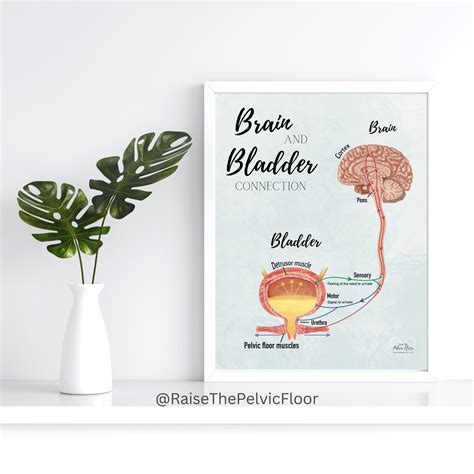 Understanding the Brain-Bladder Connection in Urinary Urgency – Raise