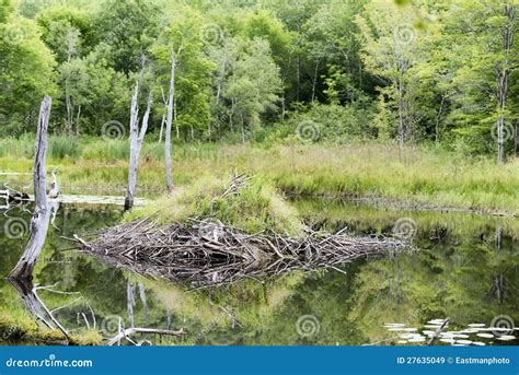 Acadia National Park Beaver Lodge Stock Image Image Of Pond Name