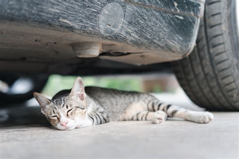 Katze überfahren: Was du als Autofahrer:in jetzt wissen solltest - wmn.de