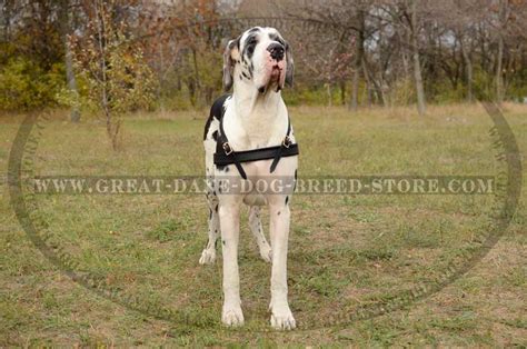 Tracking/Pulling Leather 【Harness】 for Great Dane : Great Dane Breed ...