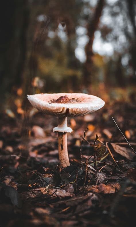 Honey Fungus on the Grassy Ground · Free Stock Photo