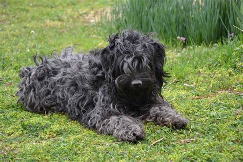 The Puli Hungarys Indispensable Herd Dog Animalso