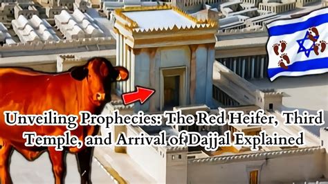 Unveiling Prophecies The Red Heifer Third Temple Arrival Of Dajjal