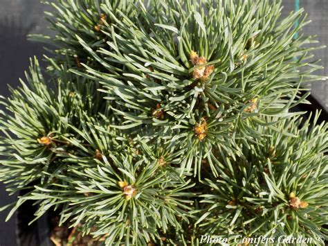 Pinus sylvestris 'Frensham' | Buy Rare Conifers Online