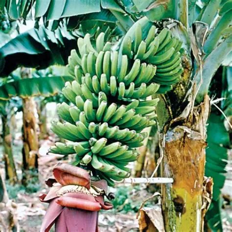 Banana Growth Balls Fertilizer Sansar Green