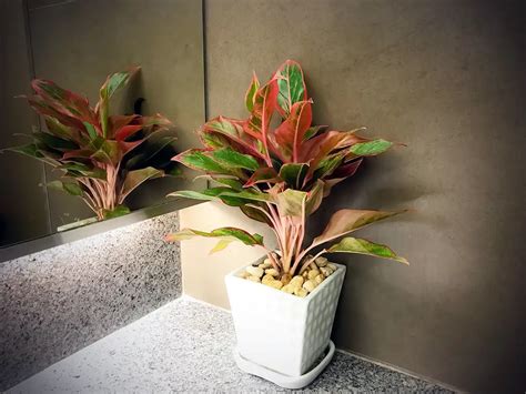 Как да отгледате Кротон цвете (Codiaeum variegatum) - Цветя и растения