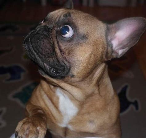 cute boy dog names  dogman