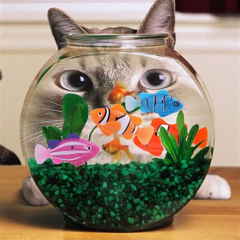 Robofish Toy Pet Battery Powered - KidsBaron - Kids, Family and Baby ...
