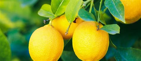 Una Pila Di Albero Tochi Fertile Trattamenti Limone In Vaso Grave