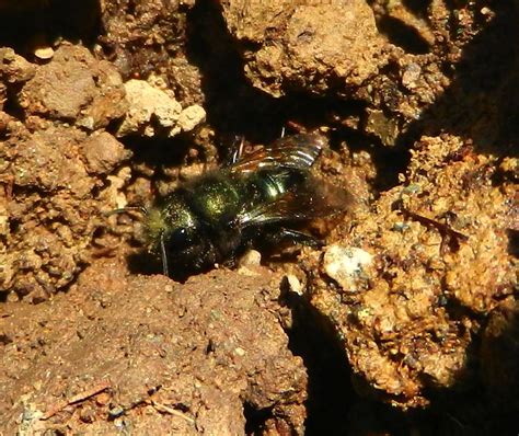 Orchard Mason Bee Blue Orchard Bee Collecting Mud