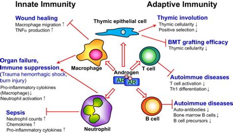 Roles Of Ar In The Innate And Adaptive Immune Compartments Including Download Scientific