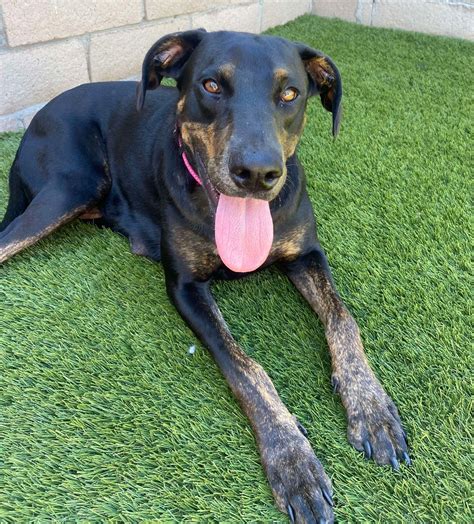 Adopt - Labradors and Friends Dog Rescue