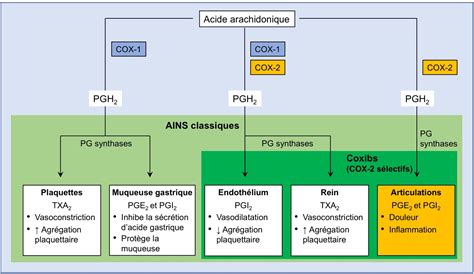 les anti inflammatoires  steroidiens  le risque cardiovasculaire